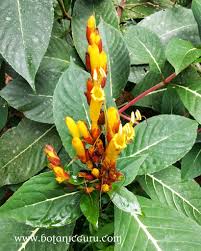 Image result for Sanchezia