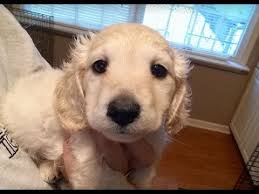 We did not find results for: Dachshund Puppy Vaccinations Cream Dachshund Cuteness Dachshund Breeder Vlog Youtube