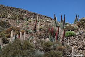 Image result for Napoleonaea septentrionalis