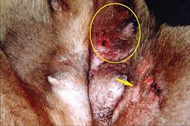 Dr sue q & a. Inflammatory Mammary Carcinoma In 12 Dogs Clinical Features Cyclooxygenase 2 Expression And Response To Piroxicam Treatment Abstract Europe Pmc