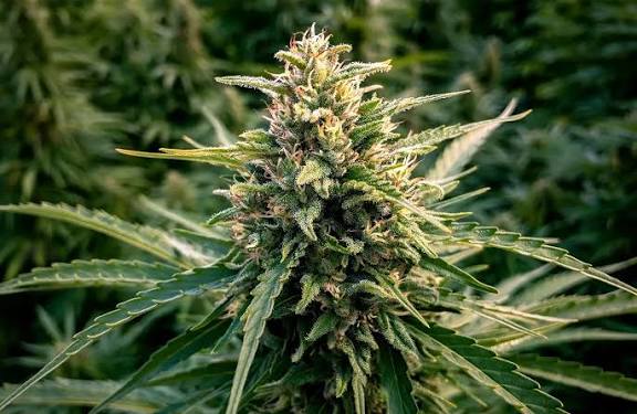 High CBD and Medicinal Seeds
