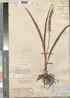 Image result for Chlorophytum africanum