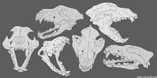 Wolf Skull Study By Kitty Skeleton Deviantart Com On Deviantart Canine Drawing Animal Skull Drawing Wolf Skull