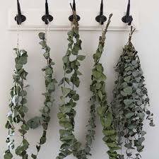 Maybe you would like to learn more about one of these? How To Grow Eucalyptus