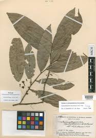 Image result for Cleistochlamys kirkii