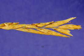 Image result for Dasylepis