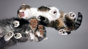 The glass table is back to challenge the. Cat Asmr Cats On Glass Table Eating Jelly Chicken Noisily Youtube