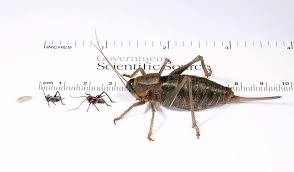 Mormon Cricket Life-stages Photograph by Stephen Ausmus/us Department Of  Agriculture/science Photo Library | Fine Art America