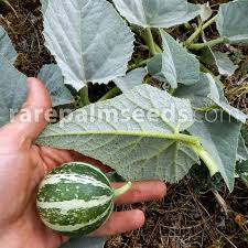 Image result for Cucurbita