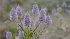 Check spelling or type a new query. Tall Mulla Mulla Flowers In Stock Footage Video 100 Royalty Free 2960845 Shutterstock