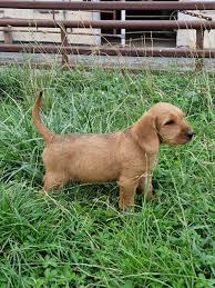 Image result for štýrský brakýř