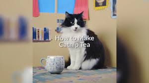 If a cat eats a lavender flower, it should suffer no effects. How To Make Catnip Tea Cuteness Com Youtube