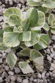 Image result for Coleus caninus