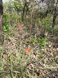 Image result for Gladiolus melleri