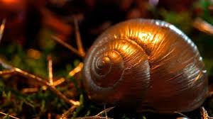 5 poin naskah drama keong mas dalam bahasa jawa tanyakan detil pertanyaan. Cerita Rakyat Keong Mas Beserta Ulasan Lengkapnya 2021 Poskata