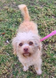 Found female terrier/poodle mix