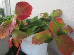 イチゴの葉っぱの紅葉 ベランダの四季