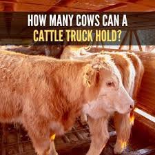 Check spelling or type a new query. A Guide To Transporting Cattle Safely Usa Truckload Shipping