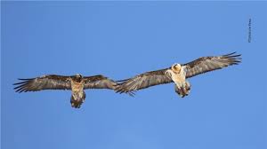 Look up the german to french translation of bartgeier in the pons online dictionary. Die Ruckkehr Der Bartgeier Die Neue Sudtiroler Tageszeitung