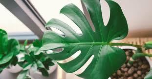 Pin On How To Water Plants In Winter Months