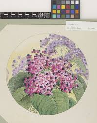 Image result for Clerodendrum abilioi