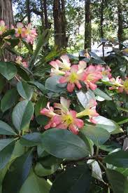 Vireya Rhododendrons Grow Under Eucalypts In Bony Soil At Stringybark Cottage Rhododendron Plant Rhododendron Shade Plants