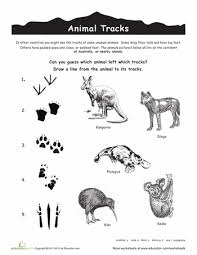 Australian Animal Tracks Australia Animals Animal Tracks Australian Animals