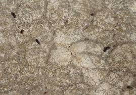 Choisissez les huiles essentielles pour repousser les souris et les rats ! Des Chauves Souris Nichent Derriere Mes Volets Que Faire Ces Animaux Sont Ils Nuisibles Et Dois Je Les Faire Fuir Ou Est Ce Que Ces Animaux Sont Utiles Et Dois Je Preserver Ce Nichoir Afin