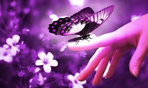 Kết quả hình ảnh cho bướm