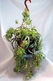 Shop succulents | 'bonnie' curly spider, naturally air purifying 4 pot, easy care, live indoor house plant, single. Bonnie Curly Spider Plant Easy To Grow Cleans The Air 6 Spider Plant Care Plants Spider Plants