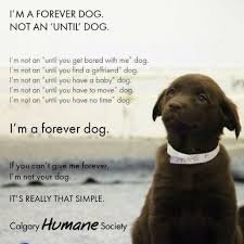 Dogs Are Forever Baby Dogs Dog Quotes Dogs