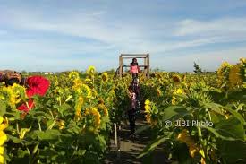 Selain itu, dekorasi bunga matahari membuat pernikahanmu terlihat meriah dan ceria. Selfie Di Atas Panggung Kebun Bunga Matahari Hanya Ada Di Pantai Glagah