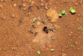 Semut merah dan hitam, serangga semut ophiocordyceps unilateralis semut ratu, semut, pengendalian hama kelompok semut hitam, serangga semut, semut, gambar format file, tawon. Semut Hitam Dari Rumah Foto Gratis Di Pixabay