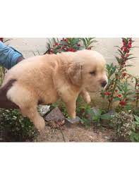The puppies are raised insi. Golden Retriever Puppies For Sale Gender Female