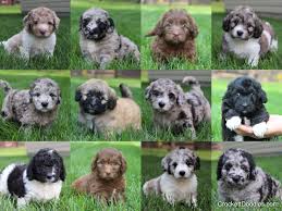 Residing on 21 acres, we provide akc standard newfie puppies to ny and i strive to produce the perfect newfoundland puppies in new york. Newfiedoodle And Mini Newfiedoodle Pups For Sale Newfypoo Reasonable Adoption Rates
