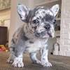 French bulldog dog breed information, pictures, care, temperament, health, puppies, breed history. 1