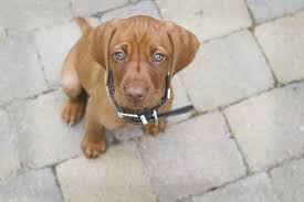 If you're interested in a puppy from sierra vizslas, please apply. Hungarian Vizsla Puppies Playing Ramsay Is A 9 Week Old Hungarian Vizsla Dogs Pinterest Vizsla Dogs Vizsla Puppies