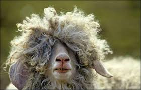 Image result for funny animals