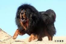 Beyaz Kafkas Coban Kopegi Ile Ilgili Gorsel Sonucu Big Dogs Big Dog Breeds Dogs