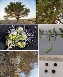 Image result for Maerua triphylla