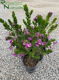 Image result for Polygala
