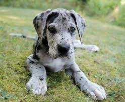 Great Dane This Will Be My Next Dog When I Have 2 Jobs And A House Haha Great Dane Dogs Dane Puppies Great Dane Puppy