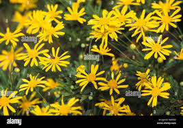 Image result for Euryops chrysanthemoides