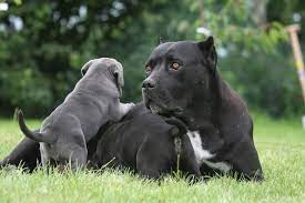 The first male pup is a very light blue brindle, the second pup is blue brindle, and the third pup is a darker blue brindle. Cane Corso Price How Much Will It Cost To Have One 2021 Perfect Dog Breeds
