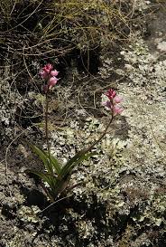 Image result for Polystachya valentina