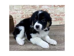 However, not all designer breeds are able to be registered. Border Collie Dog Female Black 2683450 Petland Pets Puppies Chicago Illinois