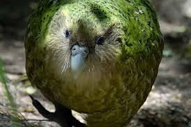 Din păcate, din cauza activității omului, mai multe plante și animale sunt pe cale de dispariție. Kakapo Cea Mai GrasÄ Specie De Papagal Din Lume DesemnatÄ PasÄrea Anului 2020 In Noua ZeelandÄ Stiripescurt Ro