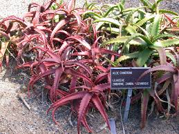 Image result for Aloe carnea