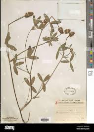 Image result for Trifolium squarrosum