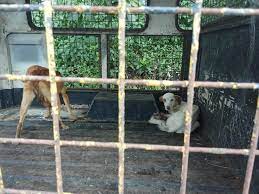 NEW PAWA - Philippine Animal Welfare Association